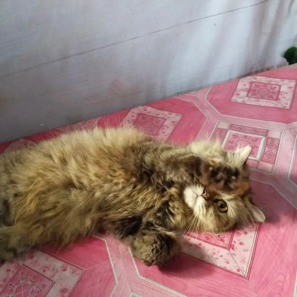 Persia betina dewasa