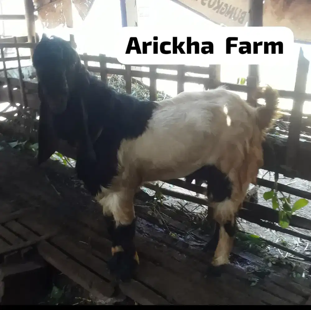 Jual Kambing Kurban