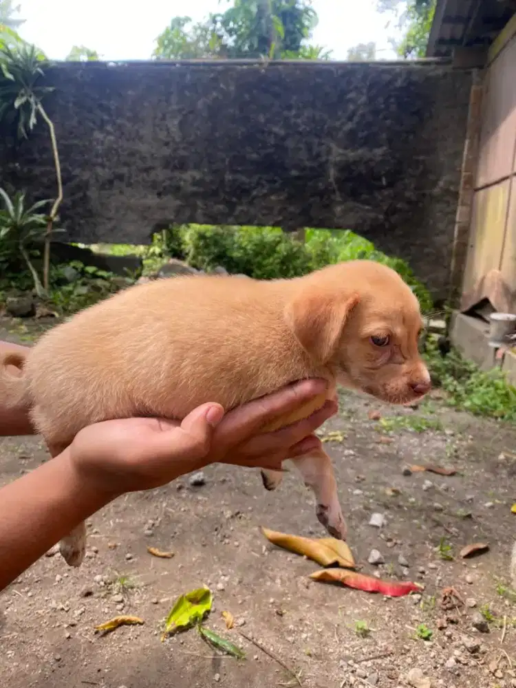 Dijual puppies mix golden x tekel
