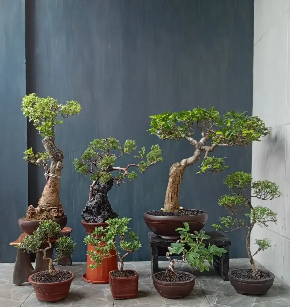 Bonsai cantik siap pajang 7 pot