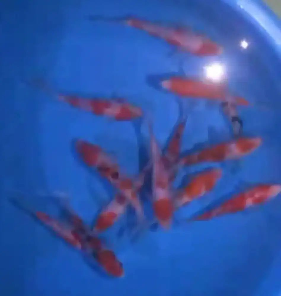 Ikan koi size 13-15cm