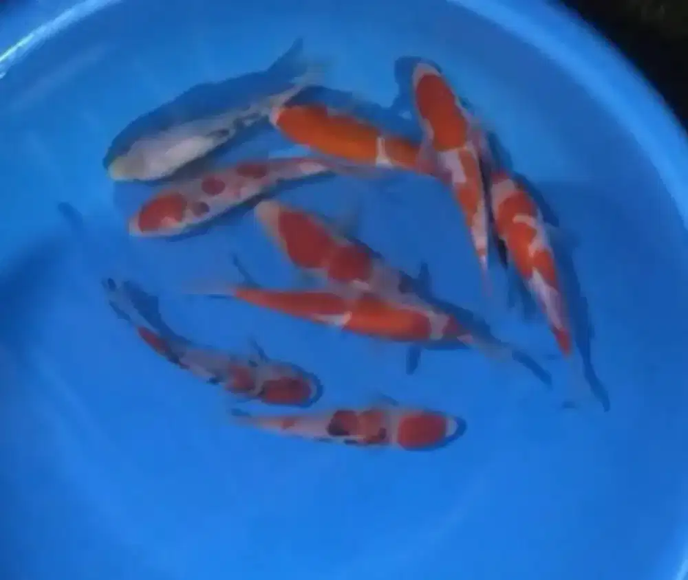Ikan koi size 15-20cm