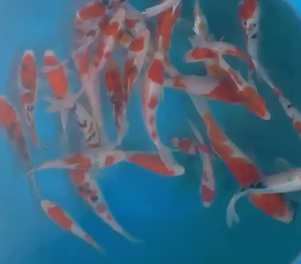 Ikan koi size 13-15cm
