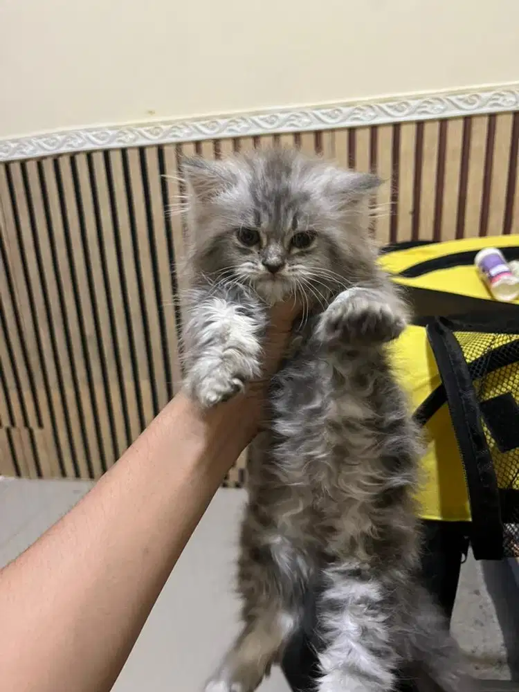 anak kucing persia sehat dan terawat