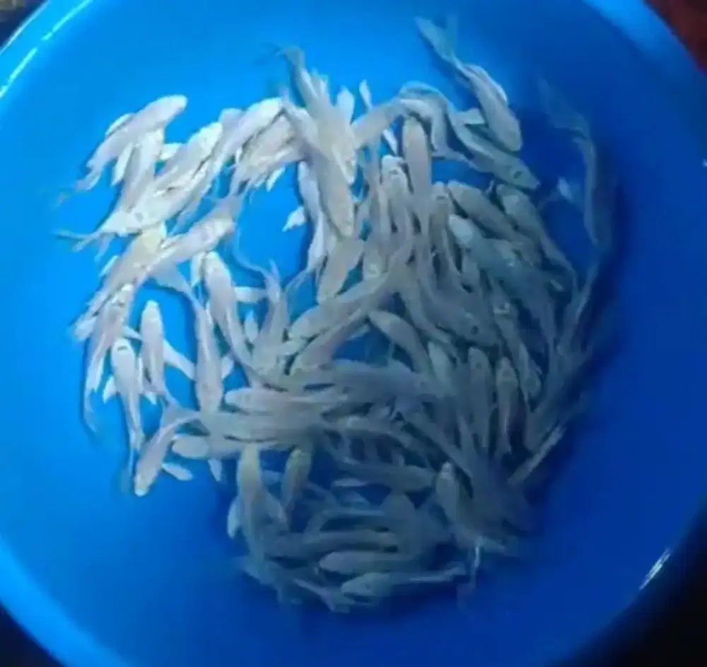 Ikan koi size 13cm
