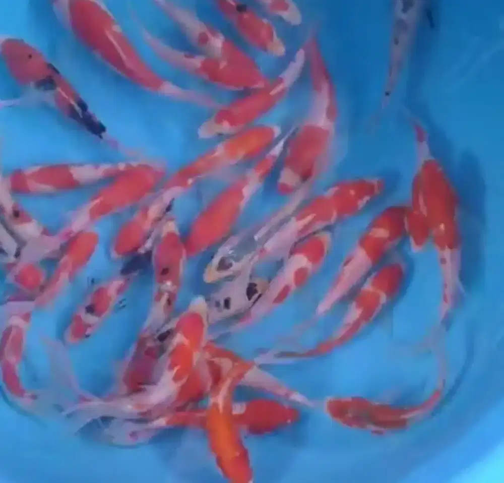 Ikan koi size 13-15cm