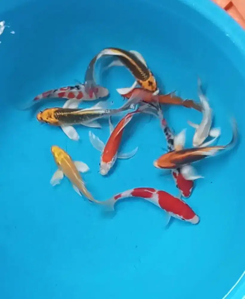 Ikan koi size 15-17cm