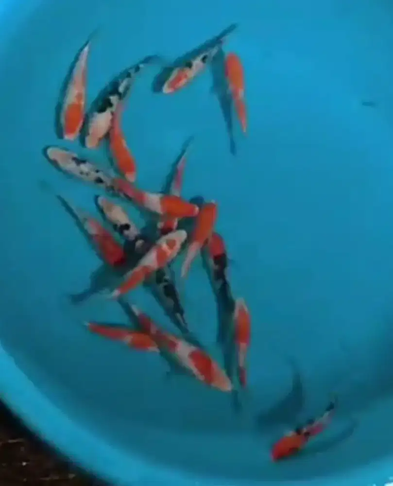 Ikan koi size 13cm
