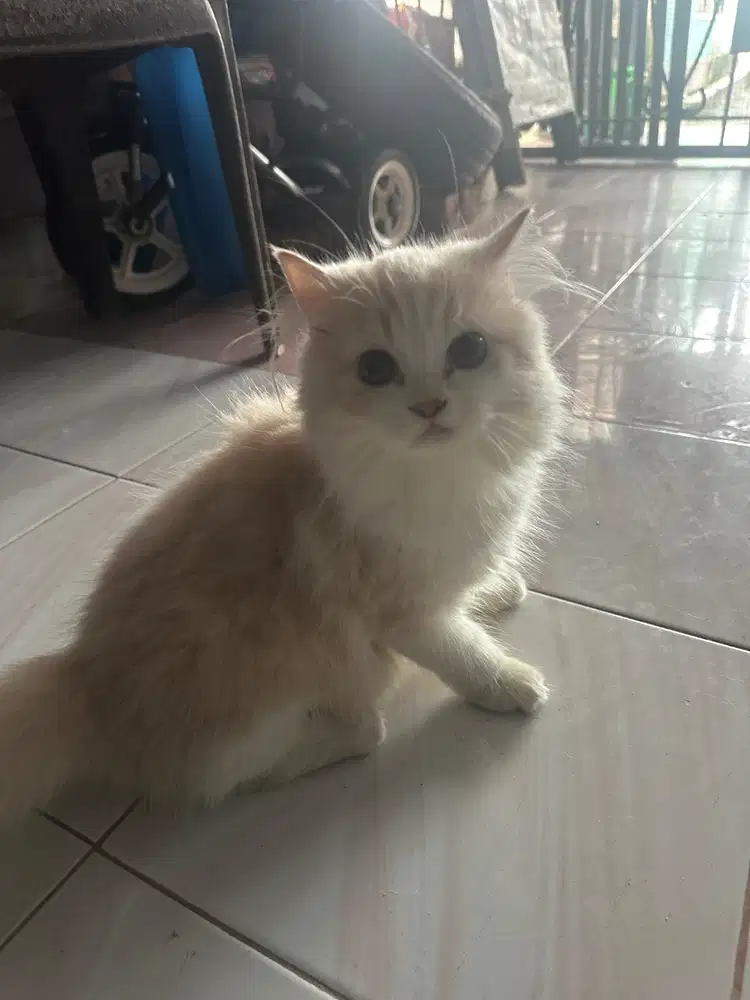 Persia medium jantan