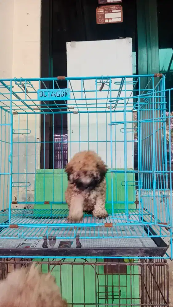 Toy Poodle Jantan