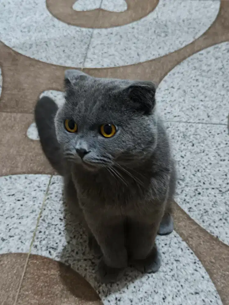 mainan kucing Scottish fold