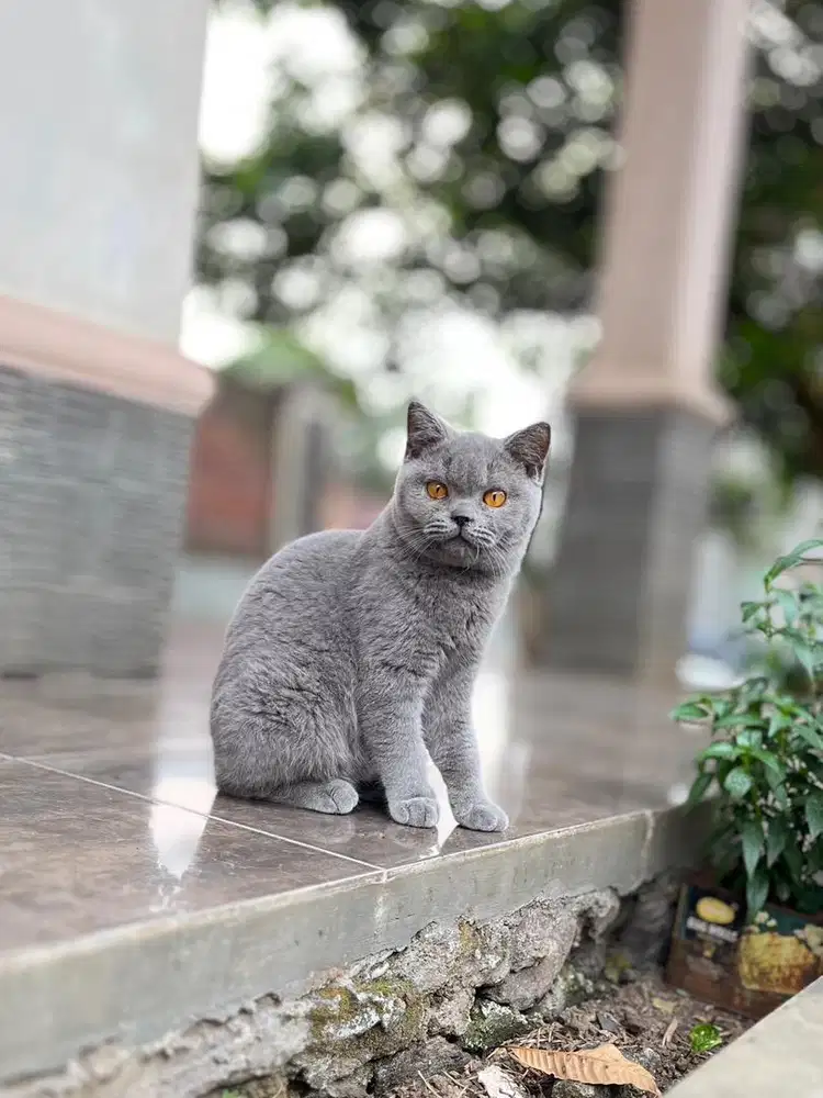 Kucing british shorthair line ped kitten