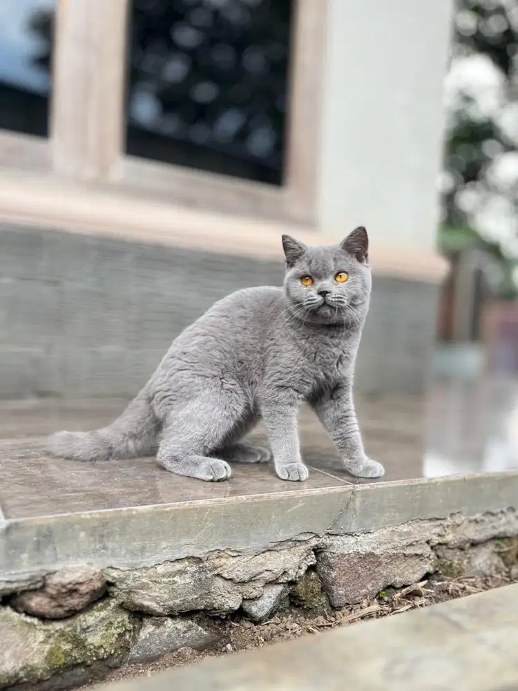 Kitten kucing british shorthair line ped