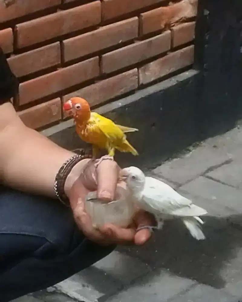 Lolohan lovebird lutino dan albino mm belajar mandiri jinak