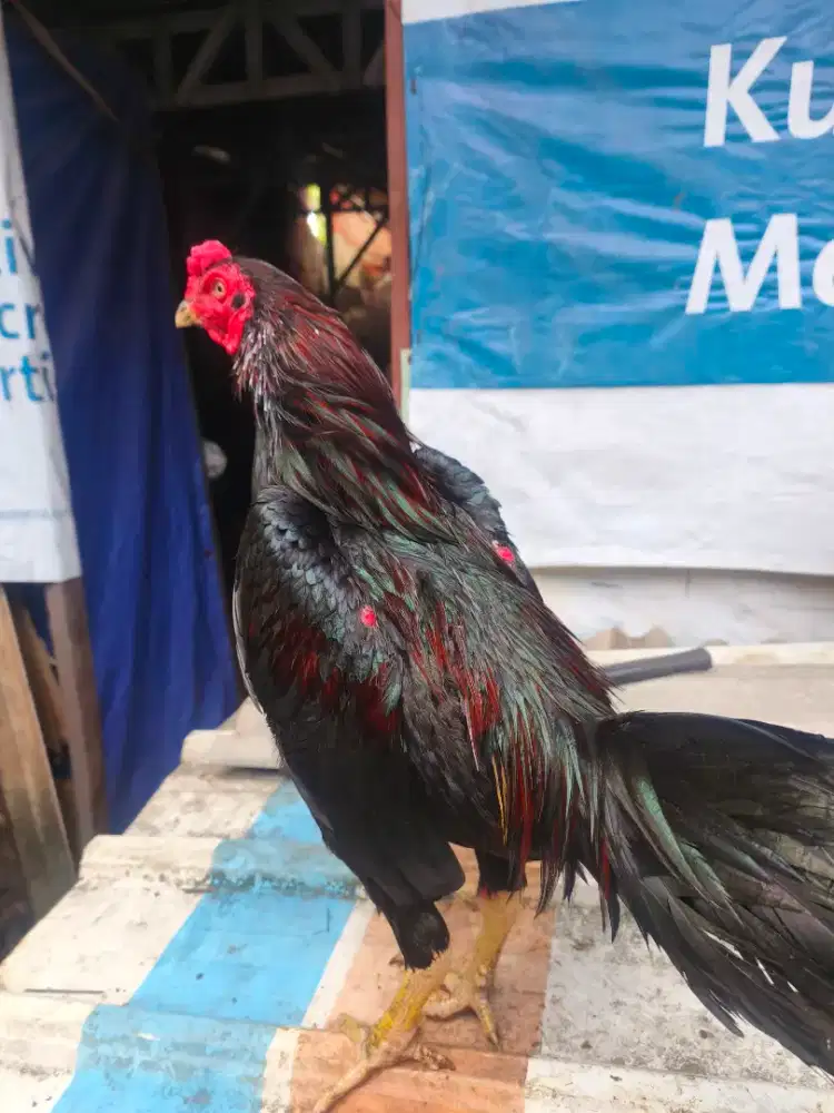 Ayam Bangkok BB 2,8kg, 7 bulan