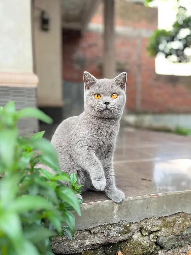 Kucing british shorthair line ped kitten