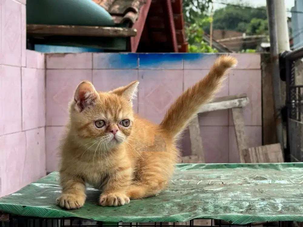 Munchkin Minuet Red Tabby Jantan