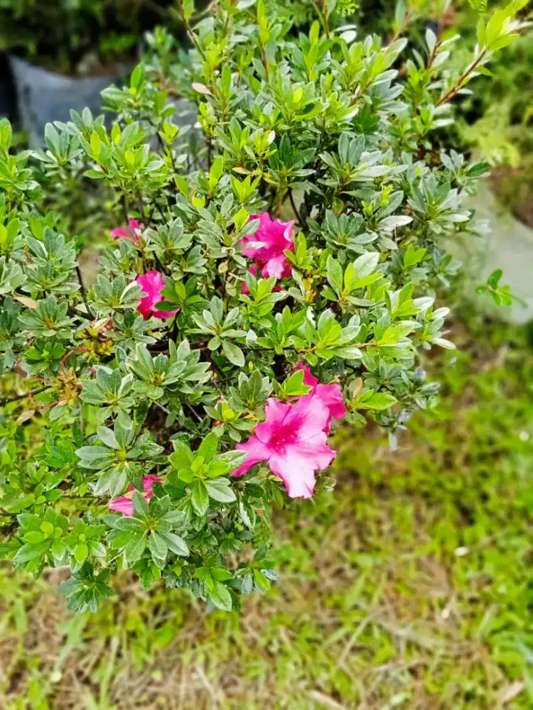 Tanaman azalea sudah bulat