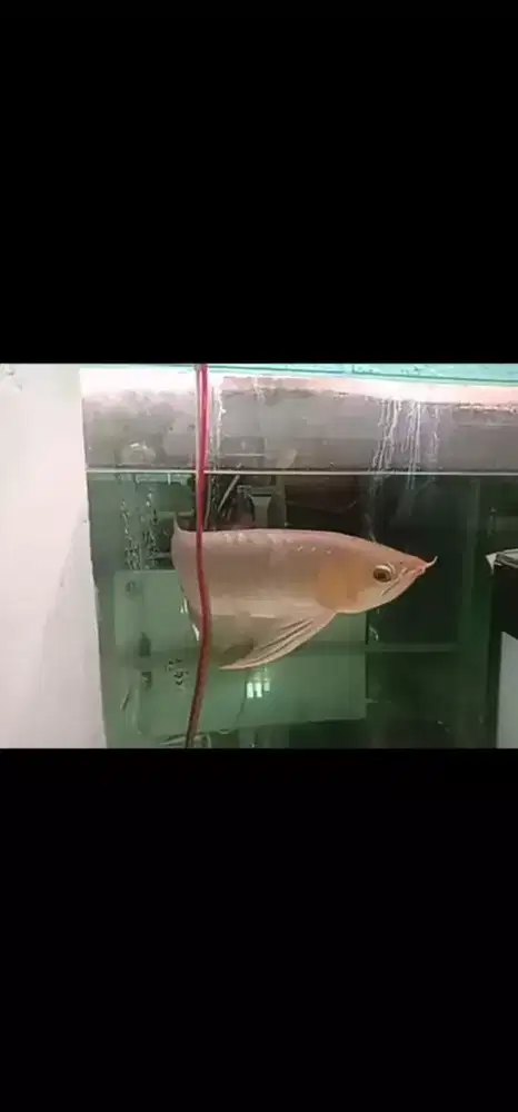 Ikan hias Arwana SR Spek kelas size  -+45cm