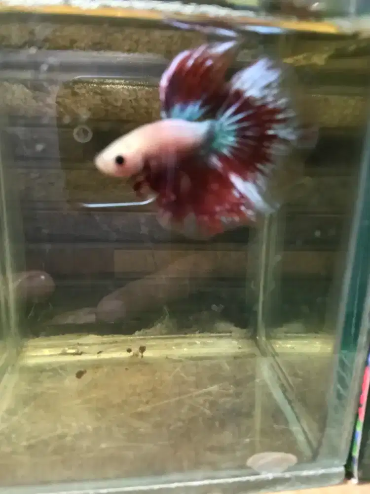 Ikan cupang halfmoon