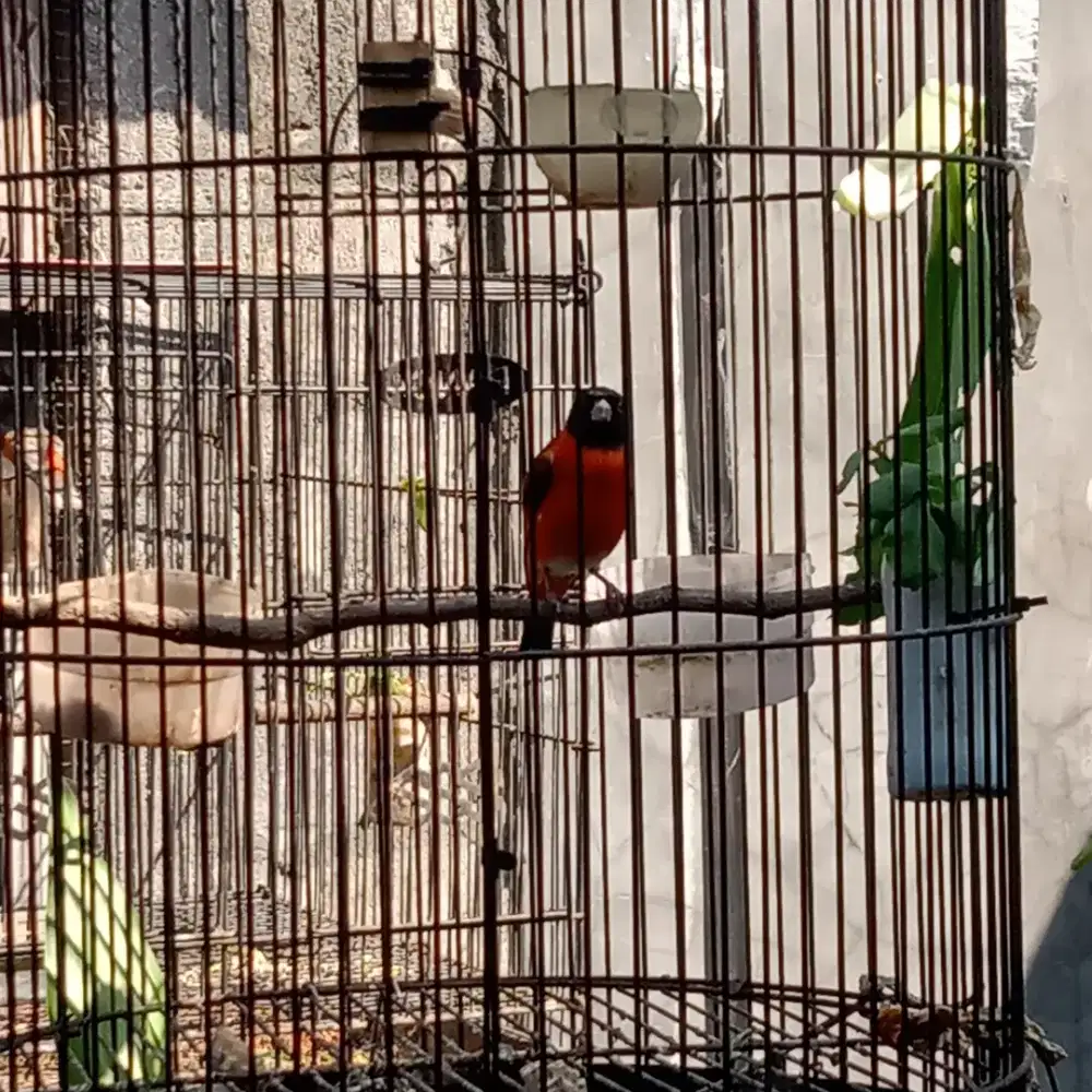 Burung. Recsiskin