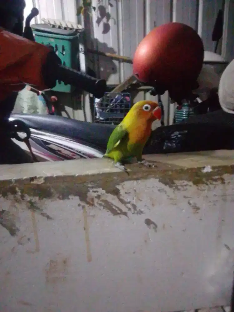 Burung Lovebird jinak