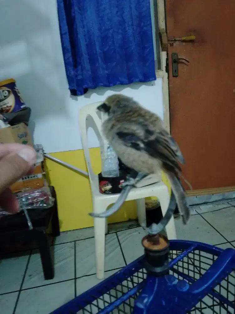 Burung peliharaan pentet anakan