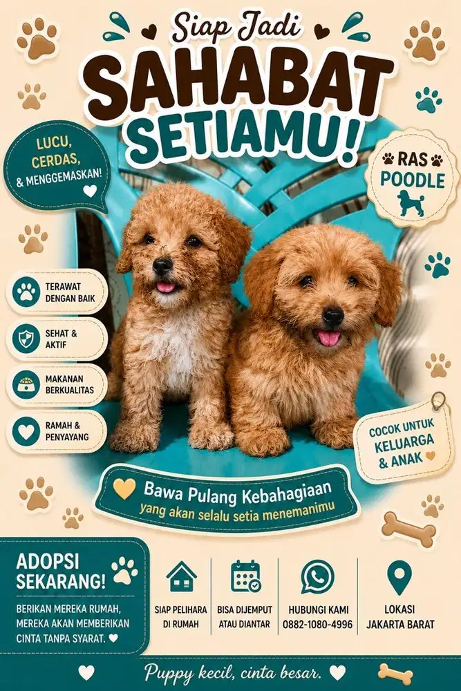 Poodle Jantan 2 bulan