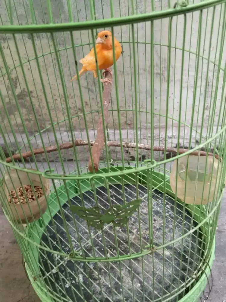 Di jual murah kenari merlok aktif Rp 200 nego tipis+kurungan