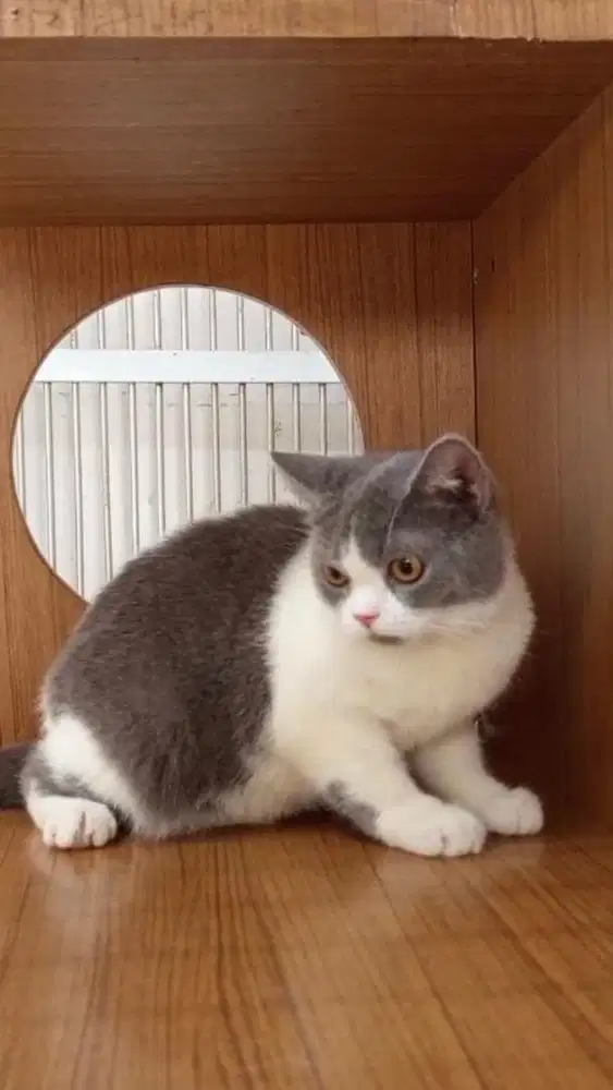 Kucing british shorthair bico blue calon indukan