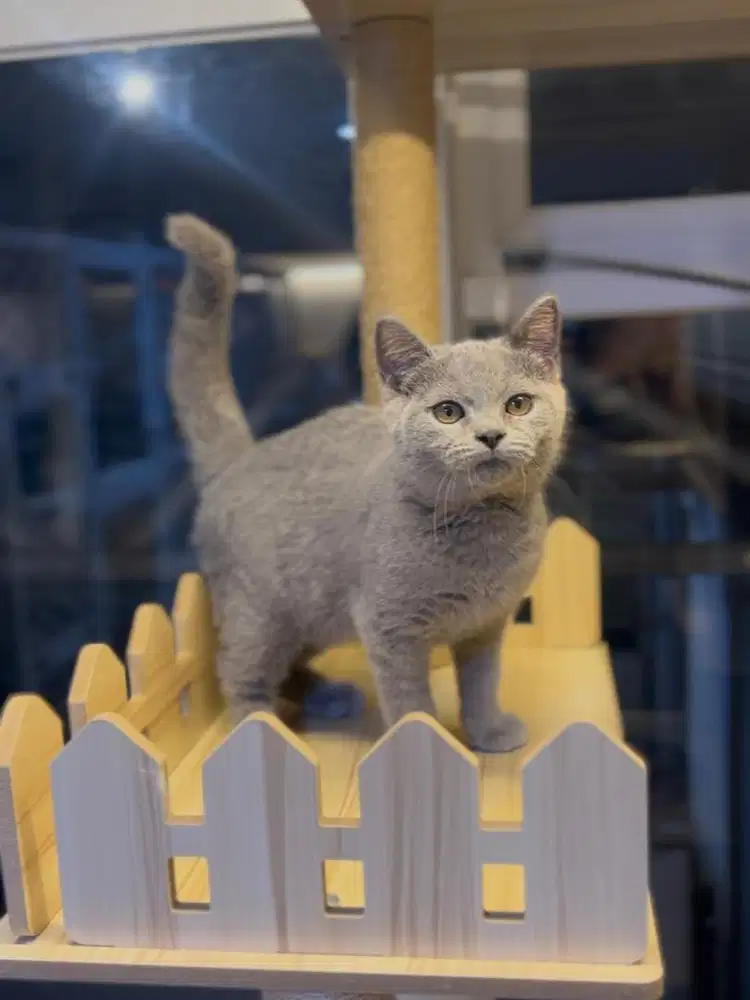 Kucing British shorthair blue solid