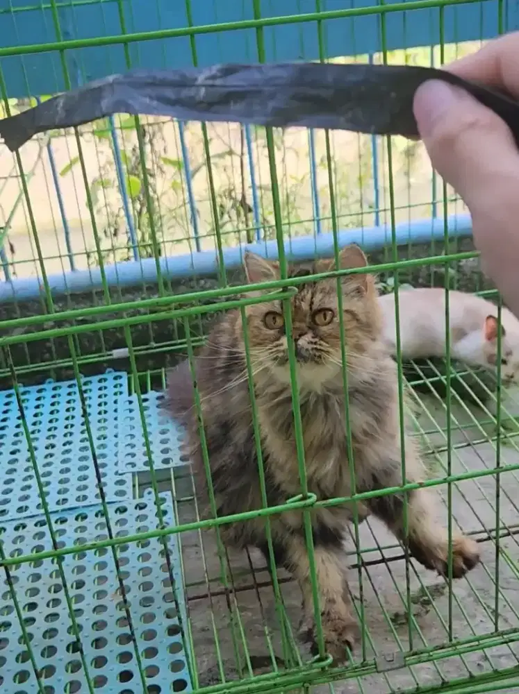 Kucong persia peaknose/ flatnose