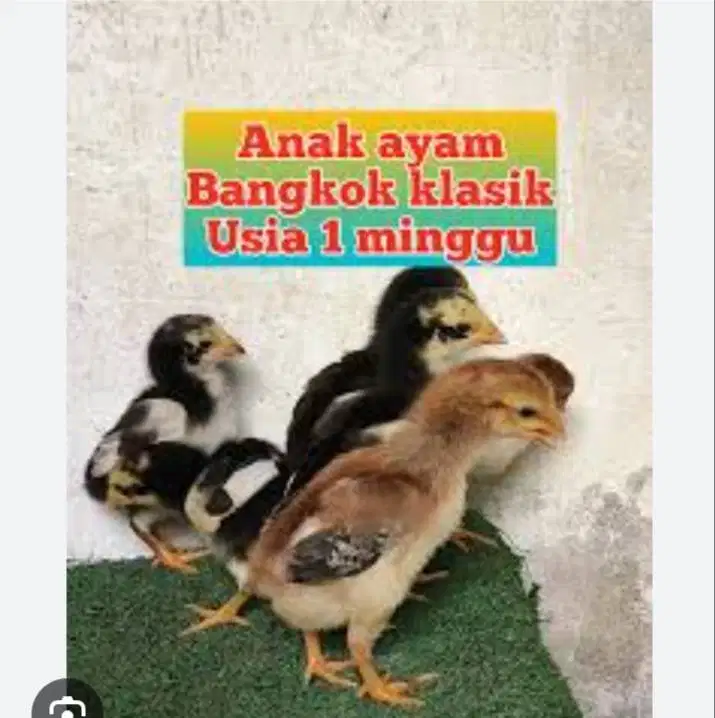 Anak Ayam umur 1minggu