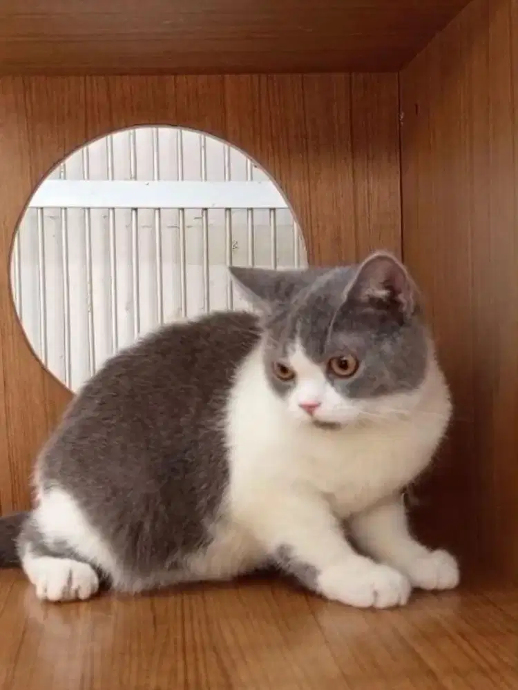 Kucing British shorthair bicolor blue