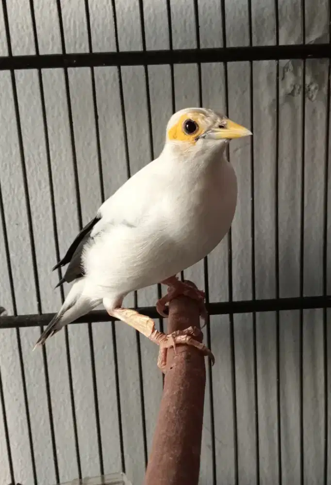 Burung kapas putih