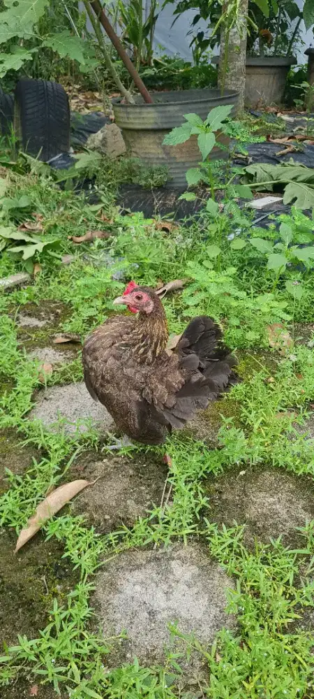 Ayam Serama Cantik Mungil Siap Dipinang