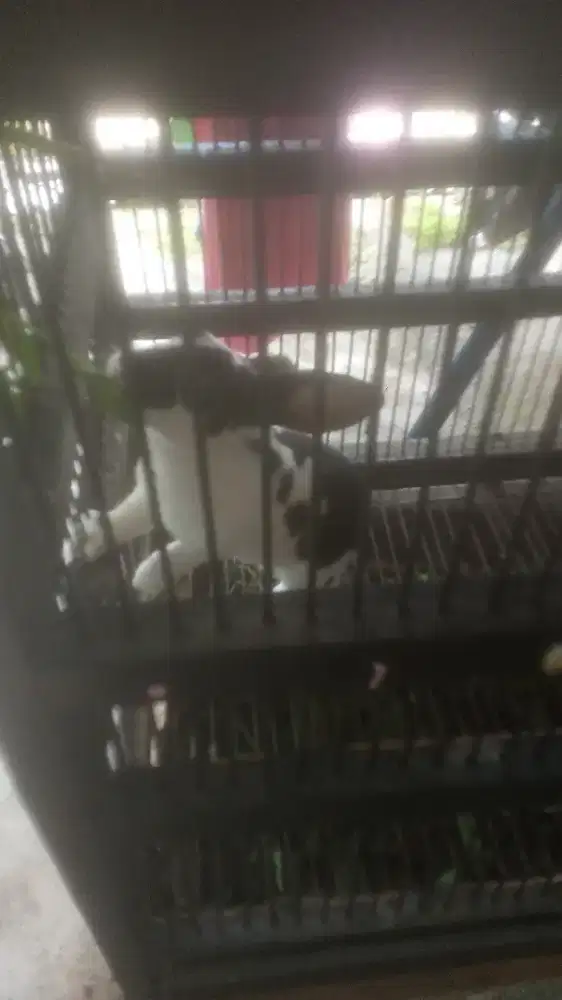 Jual kelinci rex betina warna putih kombinasi hitam