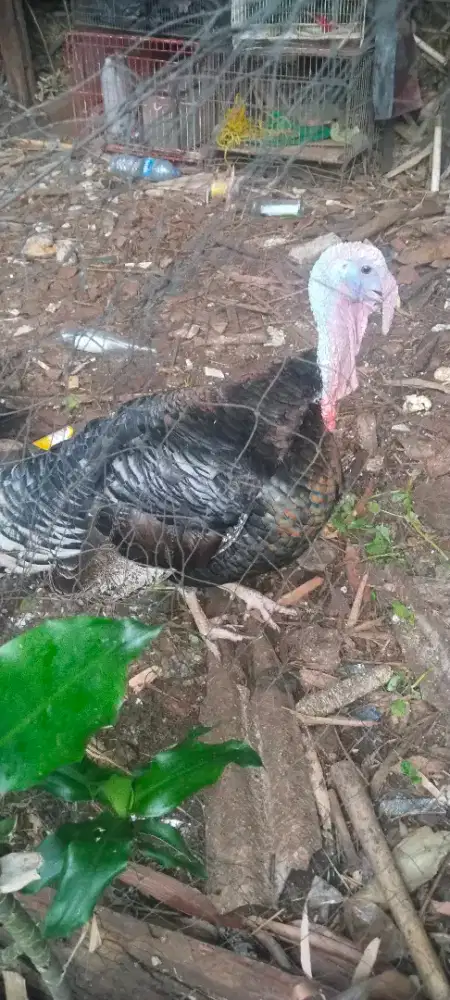 Jual ayam kalkin