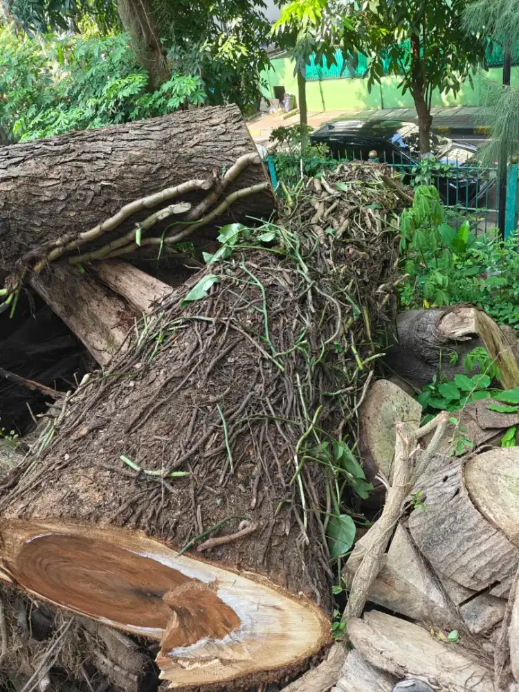 Jasa tebang pohon dan pembersihan lahan