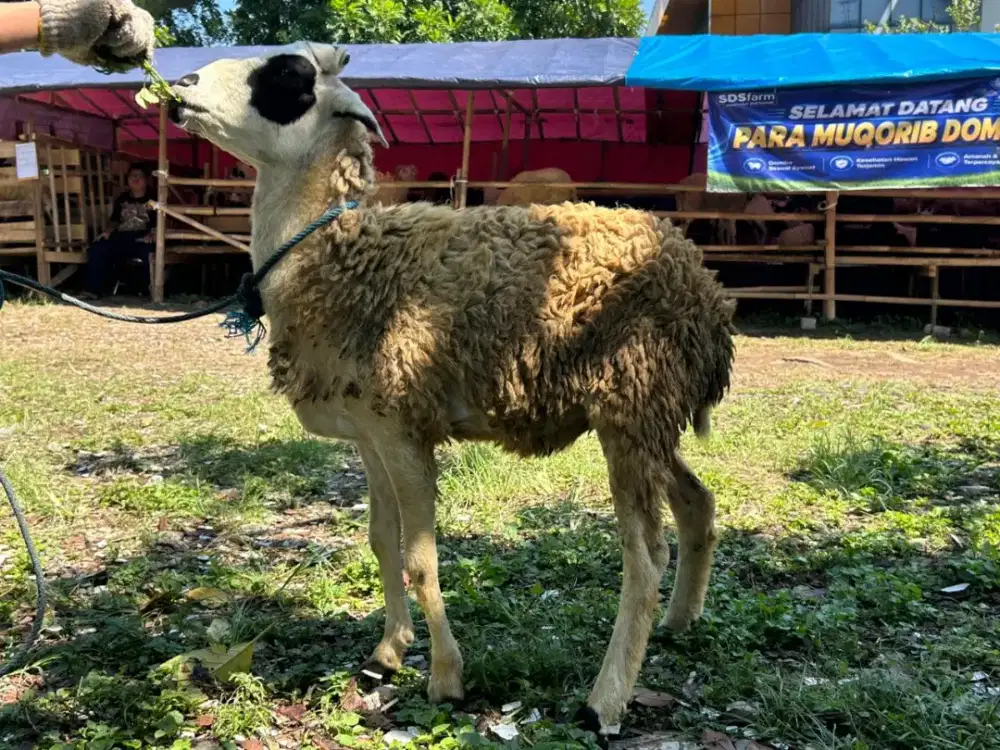 Jual Domba Sehat Murah Siap Kurban/Aqiqah Bobot Besar Harga Terjangkau