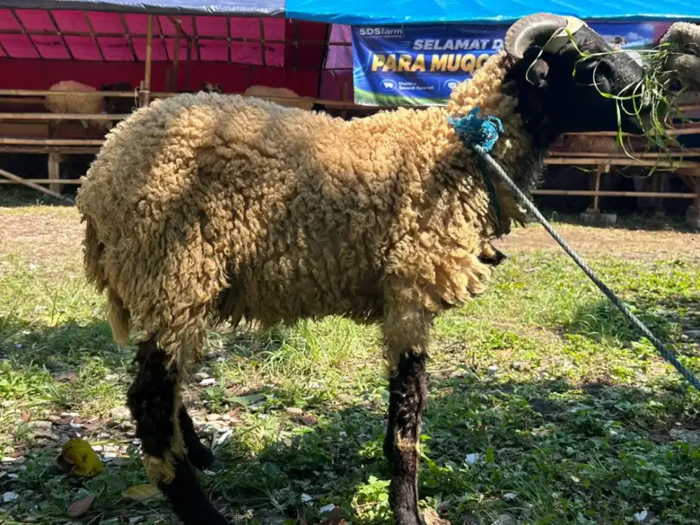 Domba Super Gemuk Siap Kurban Harga Murah Kualitas Terbaik Bisa Pilih