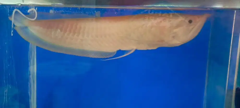 Ikan Arwana albino