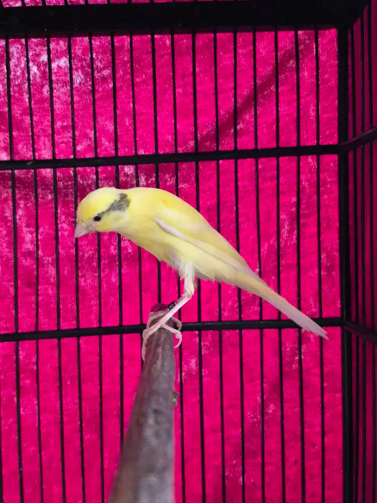 Kenari Crosbreed