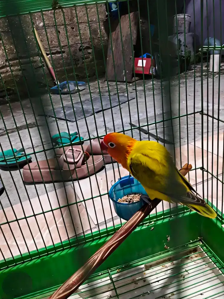 Burung lb warna nyegerin (jantan)