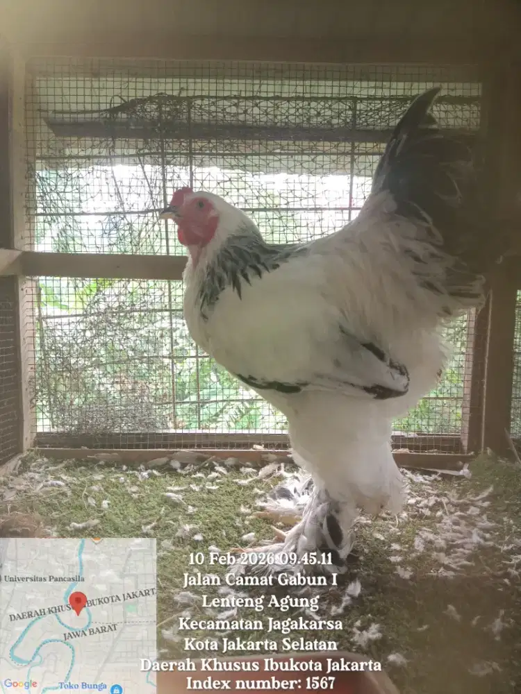 Ayam Brahma LC ORI 1 jantan 2 betina