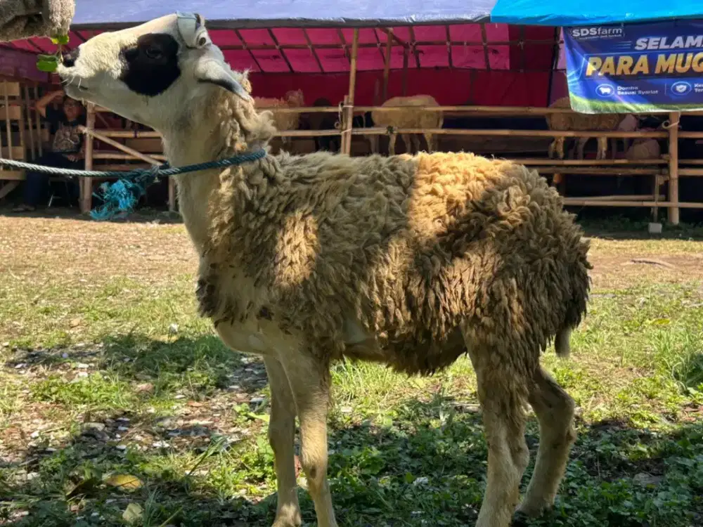 Domba Qurban 2026