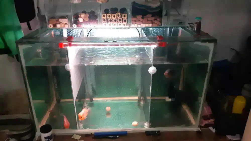 Jual ikan berikut aquarium
