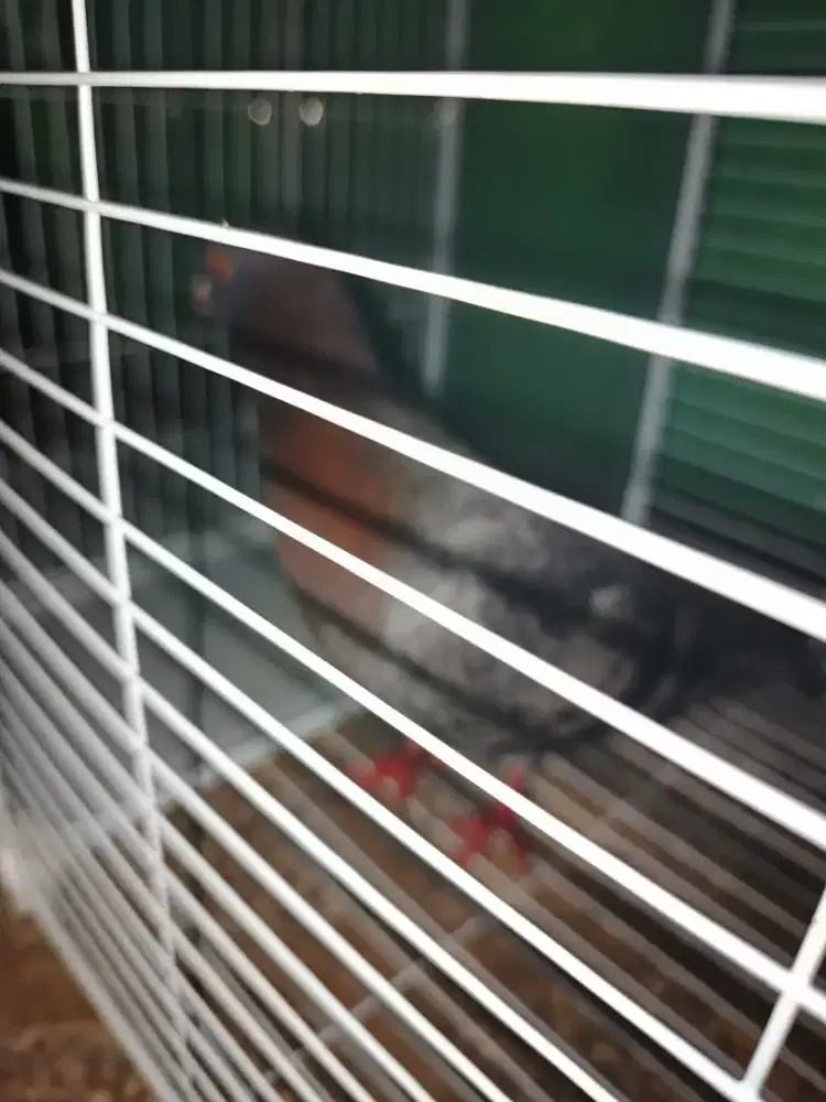 Burung merpati megan
