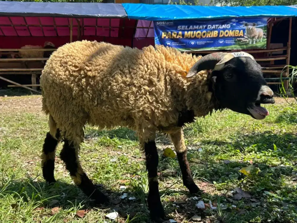 Domba Garut Qurban 2026