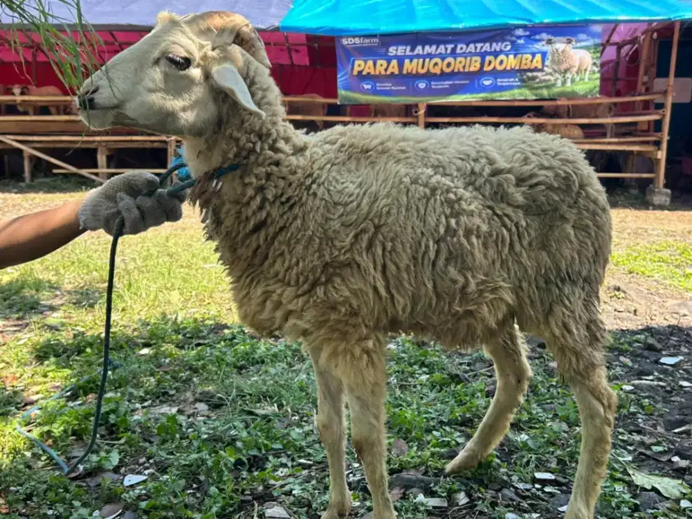 Domba Qurban 2026